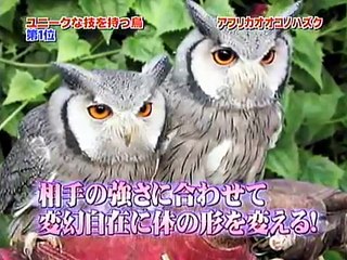 Meet the incredible Japanese transforming owl