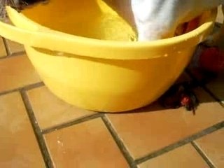 Bounty découvre l'eau que c'est rigolo