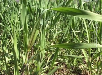 Jesenju usevi, 11. april 2016. (RTV Bor)