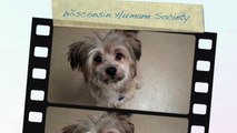 Troy a Lhasa Apso and Shih Tzu mix at the Wisconsin Humane Society