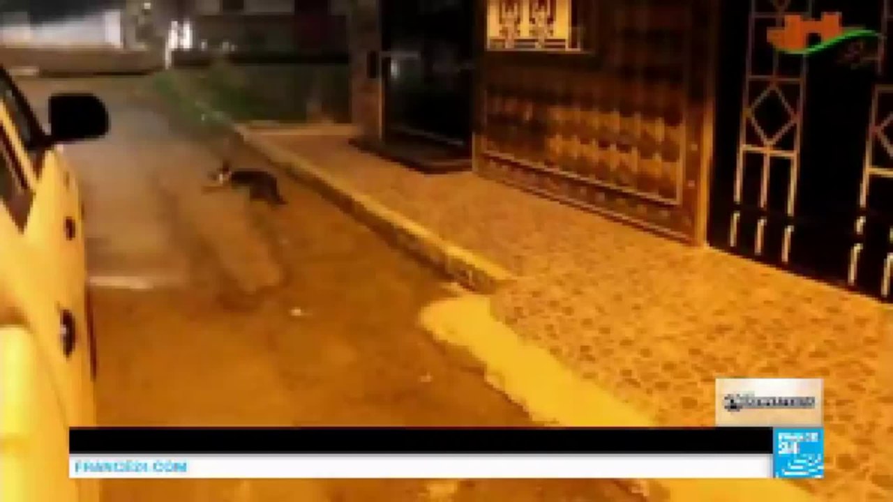 "Barbare, immoral" : Une opération d’abattage de chiens prend des allures de "massacre" au Maroc