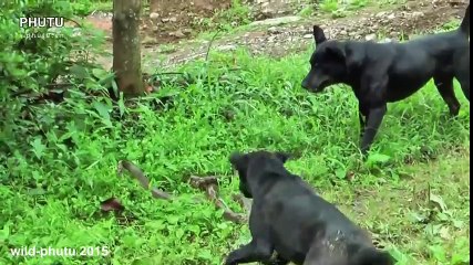 Two Dog vs Cobra Snake Real Fight