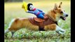 Funny Dog Costume complition image funny images minion dog carrying present dog