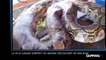 Le plus grand serpent du monde découvert en Malaisie (vidéo)