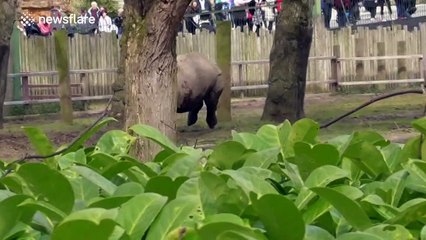Playful rhino runs wildly around zoo enclosure before jumping in pool