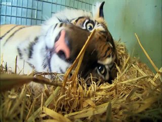 Kaplanlar çoğaldı