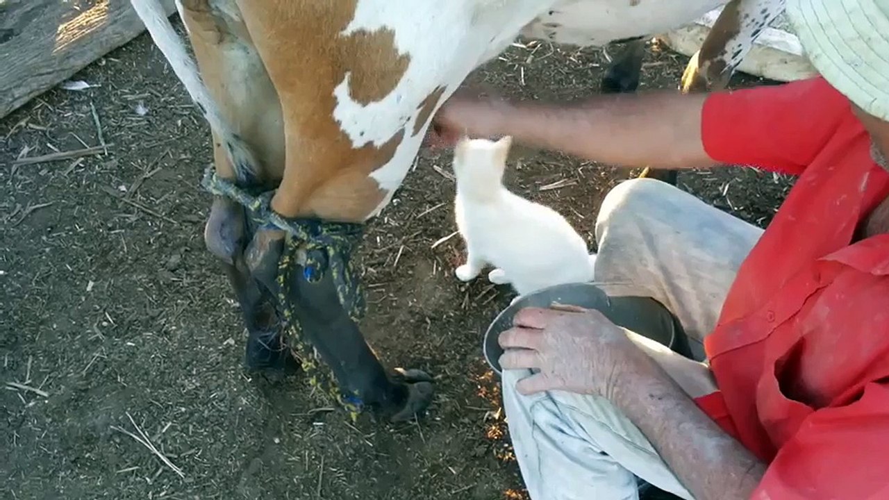 Funny Vide