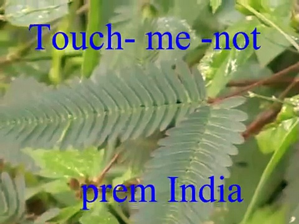 TOUCH ME NOT
