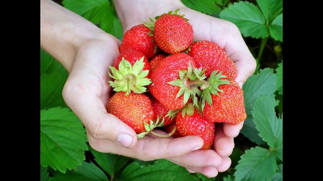 Como emagrecer com o morango- Veja as dicas