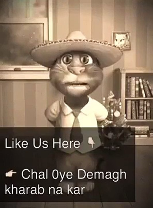 funny Cat