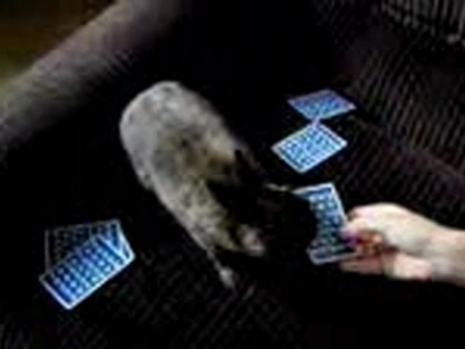 Lapin de Casino