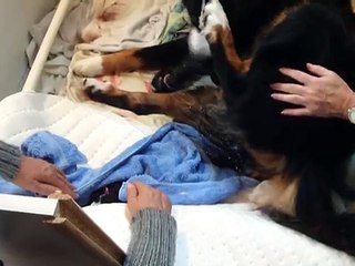 mise bas de Cyska chienne bouvier bernois.MP4