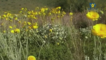 Doğa ile baş başa - Naturimpressionen ** Derya Su !