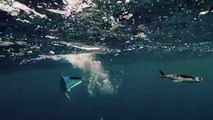 Flying fish hunt - The Hunt_ Episode 4 preview - BBC One