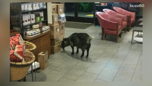 This is What Happens When a Goat Visits a Starbucks for a Caffeine Fix