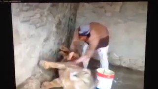 Man Giving Bath to Lion  Very funny must watch 2016 Video