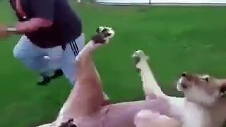 Arab lion prank Must Watch Video-Funny videos 2016