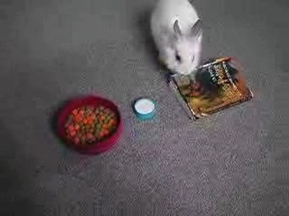 Déjeuner de Lapin