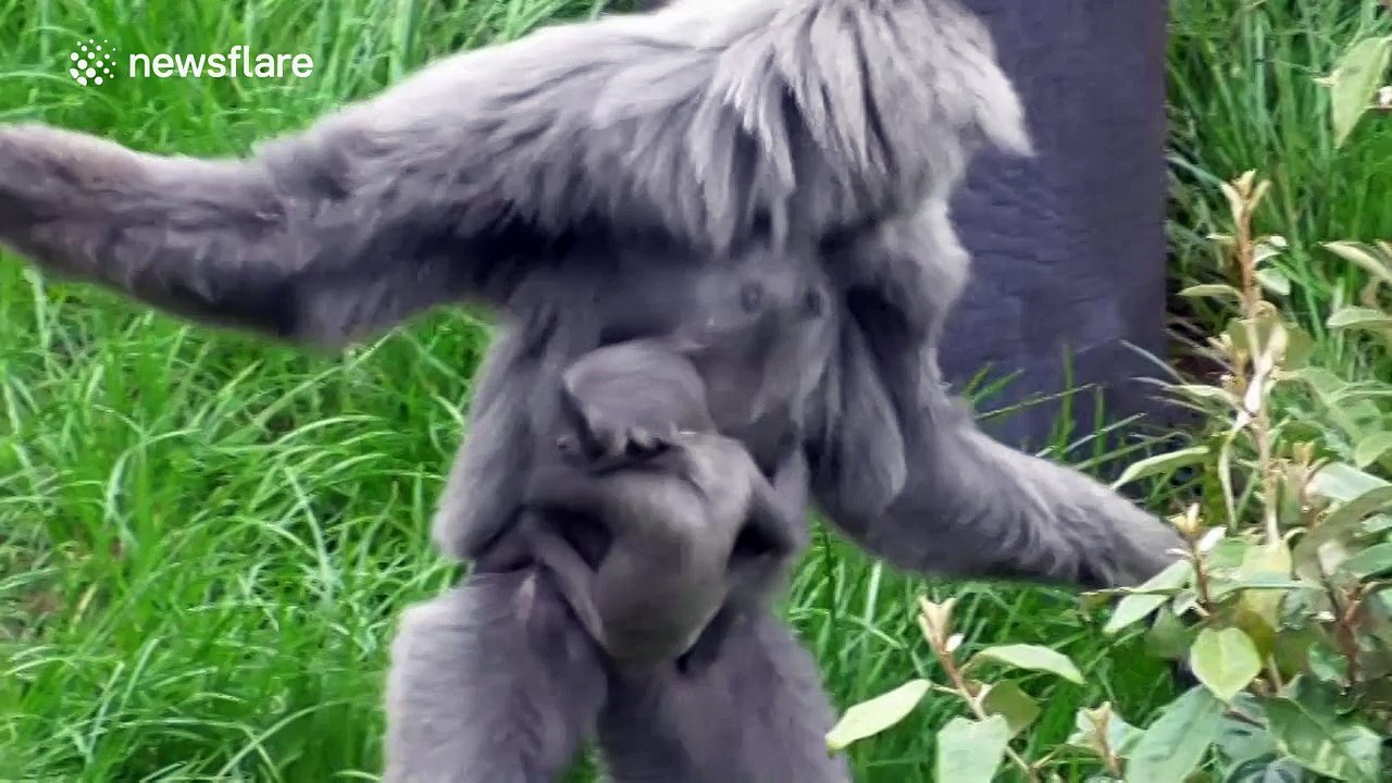 Baby gibbons are ridiculously cute