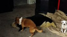 Sausage Dog Wrestling with a Big Stuffed Toy Dog