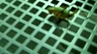 scarabé perché sur le tobogan