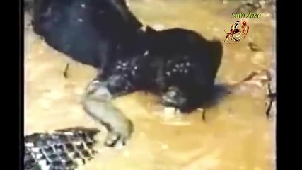 Leopard vs crocodile. Jaguar attack giant anaconda
