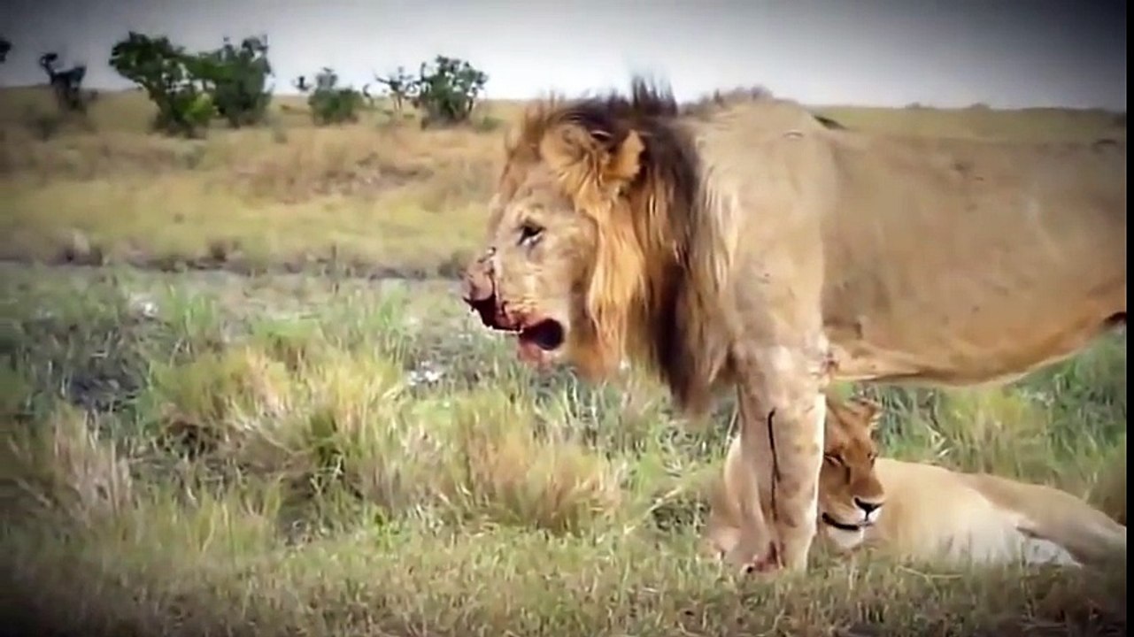 Lion vs Lion, Lion vs Tiger, Fight King Animals Attack to Death!