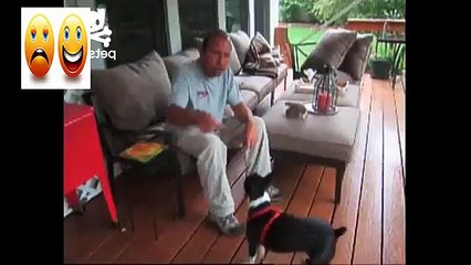 Trained puppy fetches beer from fridge