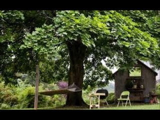 Amazing Facts about Trees