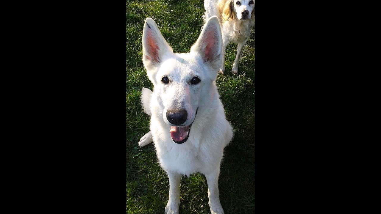 Féline dans sa nouvelle famille depuis le 28 janvier 2016