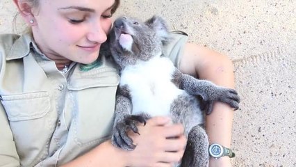 Adorable Koala Joey and Human Handler's Playdate Goes Viral