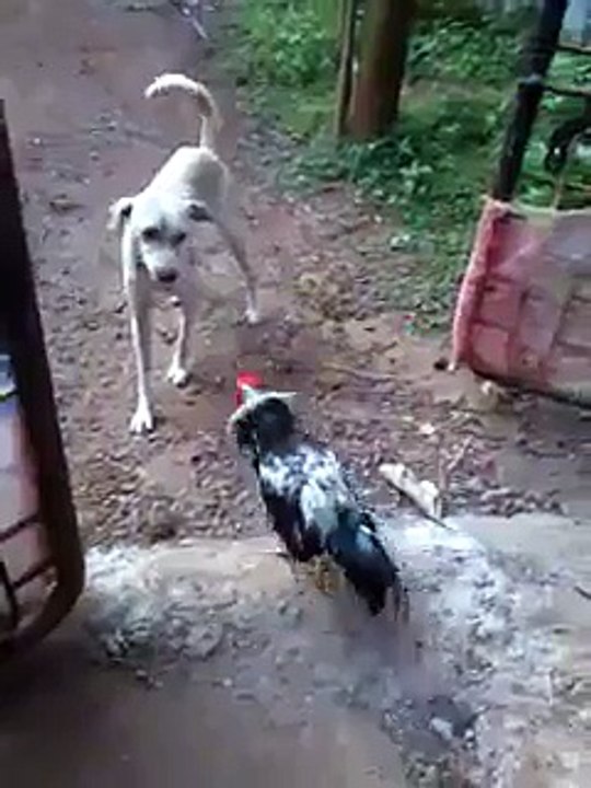 ھاھاجاجا