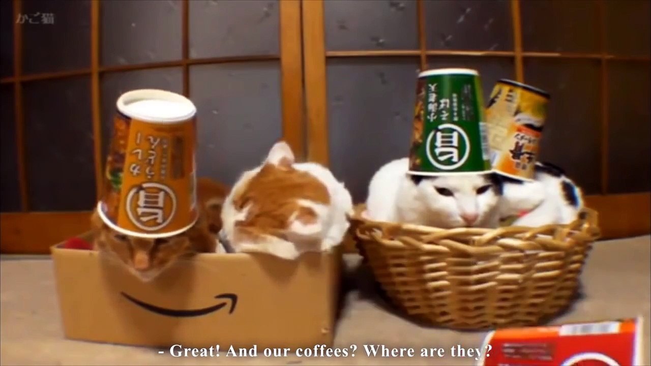 LA VIE ACTIVE - PAROLE DE CHAT