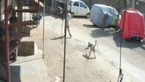 Man Gets DROP KICKED By Monkey!