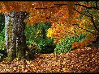 Running Wolf - Relaxing Music - Calming of the Autumn wind (with POD studio GX)