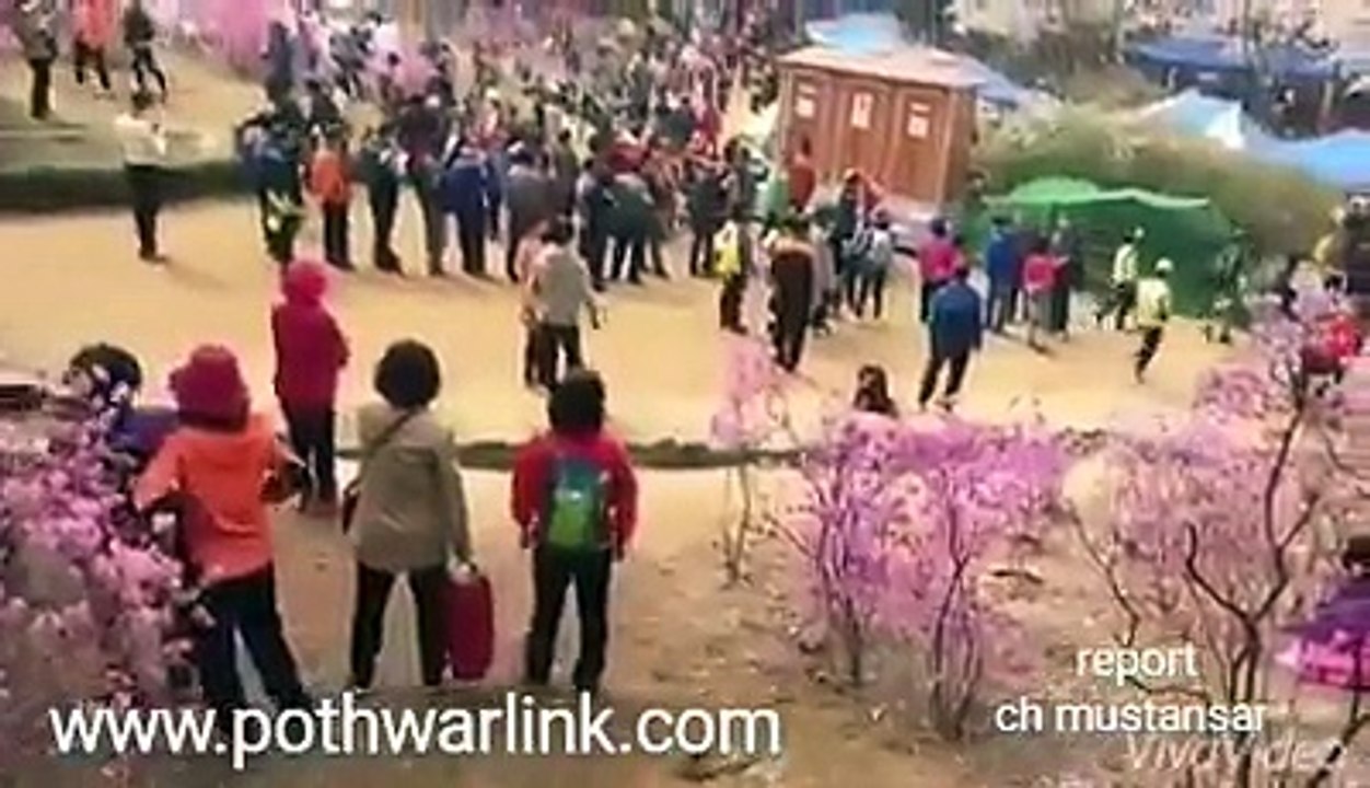 کتوں نے بھی ناپیاں پہن رکھی ہیں