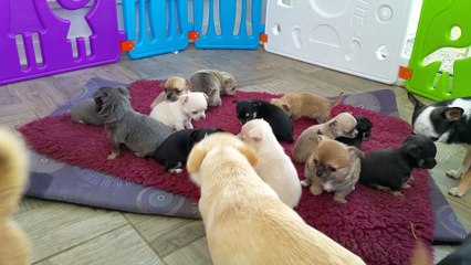 bébés graines de stars 2016