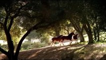 Budweiser Commercial 60 Sec | Advertisement Discover Budweiser The Great American Lager Beer