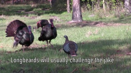 The Ultimate Decoy Spread for Pressured Gobblers