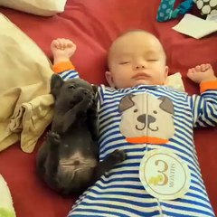 Засыпательная милота. Смешные приколы собаки