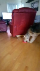 Dog enjoying broken toy