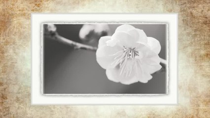 Ruzica Protic i NO pod upravom Vlastimira Pavlovica Carevca - Bolna lezi dilber Tuta