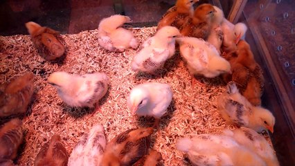 Vidéo-Haïku-Mitch " Toi boucle blonde "