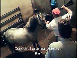 Stop horse slaughter and neglect