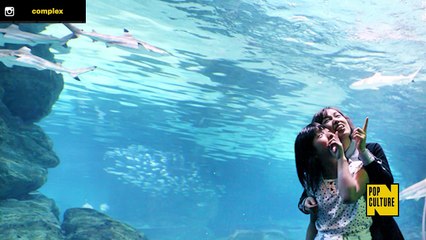Female Shark Eats Male Shark Because He Didnt Stay in His Lane