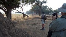 león ataca Mana Pools zimbabwe caminando safari África