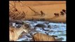 Most Amazing Crocodile Attack Deer-Most Amazing Animal Attack Compilation-Wild Animals Attack