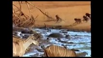 Most Amazing Crocodile Attack Deer-Most Amazing Animal Attack Compilation-Wild Animals Attack