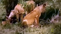 Animal attack HD ll 2015 Super Killing Machines Lions and More ,National ,Geographic,Documentary