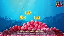 Les petits poissons dans leau / The small fish in the water - chanson en français